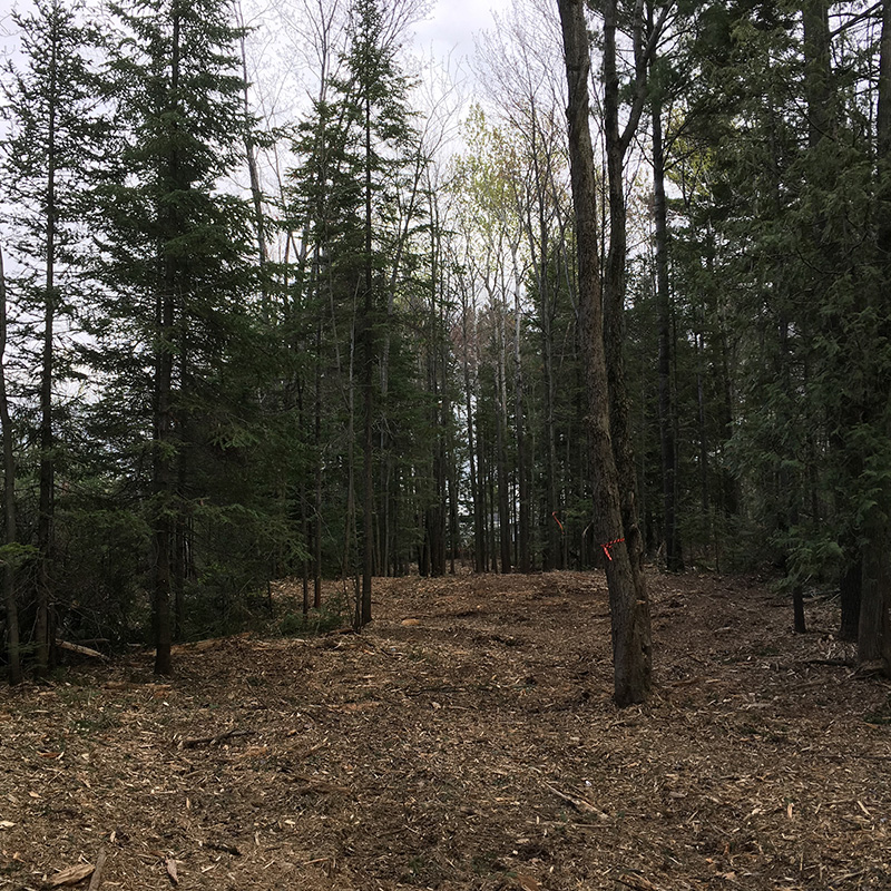 Broyage forestier - sentier 3